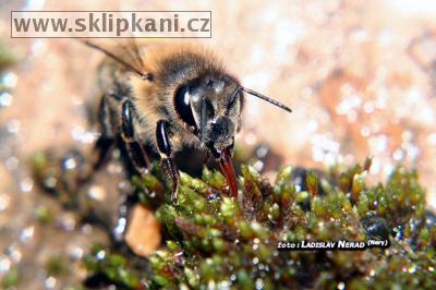 Apis_mellifera_carnica